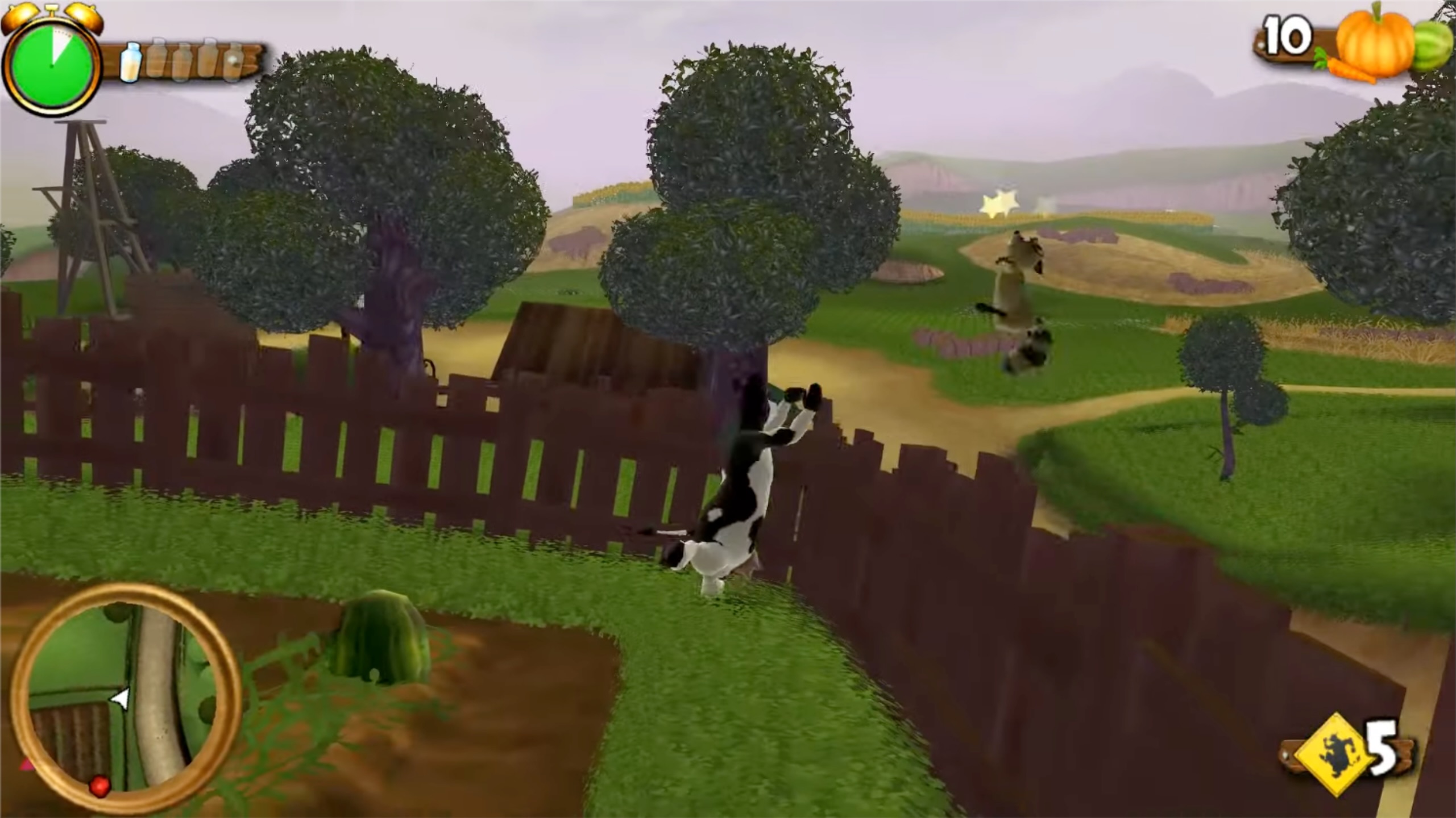 Barnyard Raccoon